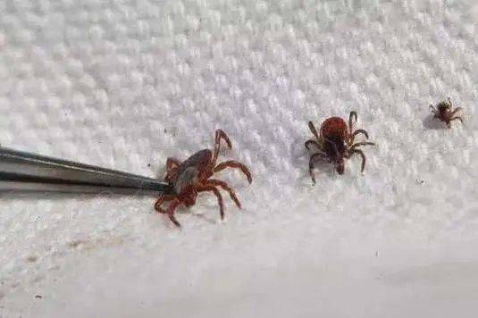 宠物专用杀虫用品哪里找