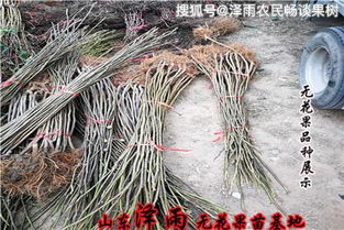 猪笼草哪里购买？挑选时要注意哪些品种