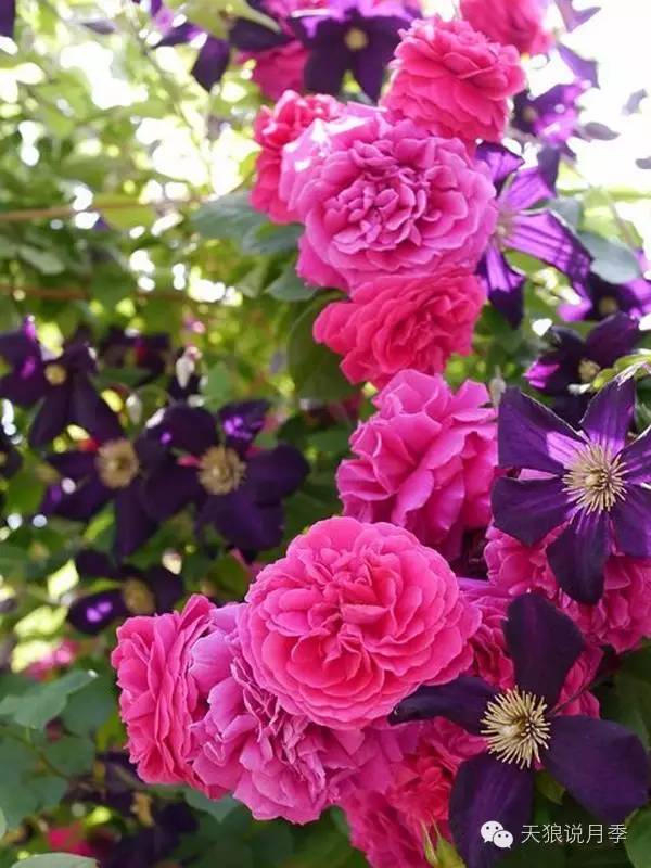 六、地栽2年以上开花效果