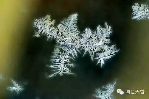 北方苗商的防寒套餐，别信！