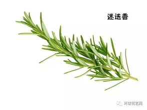 迷迭香：抗氧化、助消化