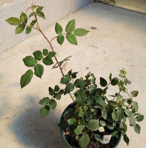 月季小苗过冬，那点事儿