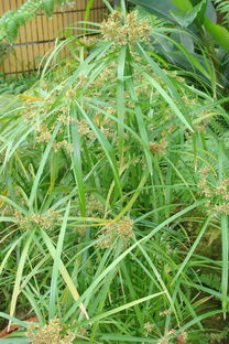 多年生草本种植，你真的懂吗？