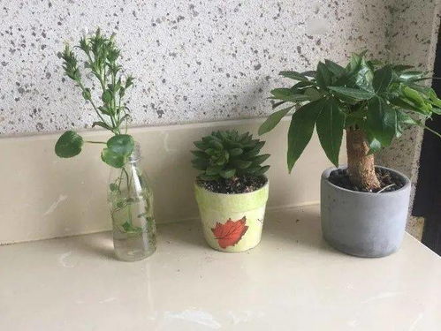 花篮之美， 如梦如幻