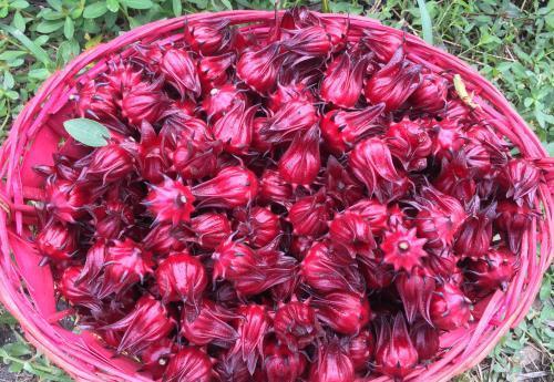 月季花：皮肤瘙痒的克星