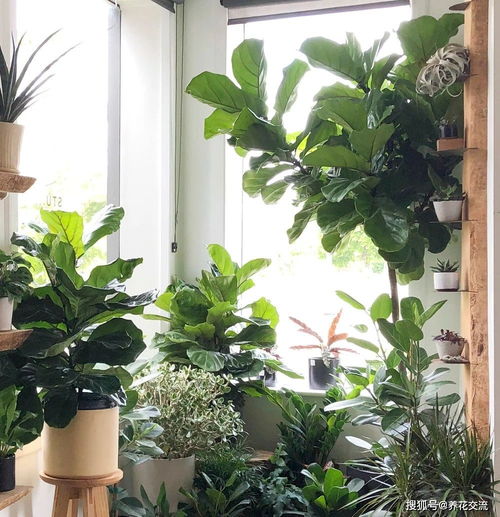 植物晒太阳的小秘密