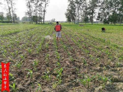 除草剂，那可是个宝！