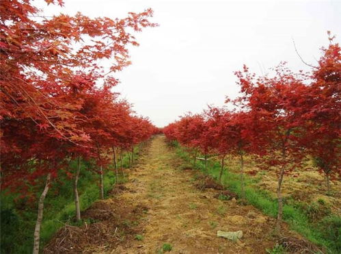 嫩长多高：美国红枫的高度解析