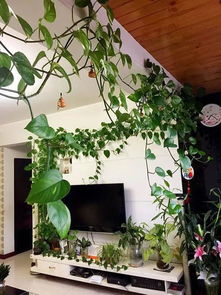 云竹种植对新手来说容易吗？需要特别注意哪些养护细节