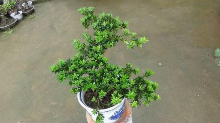 苗木种植的未来前景