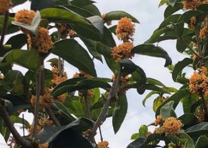 桂花种植院子，为何不能随意种植