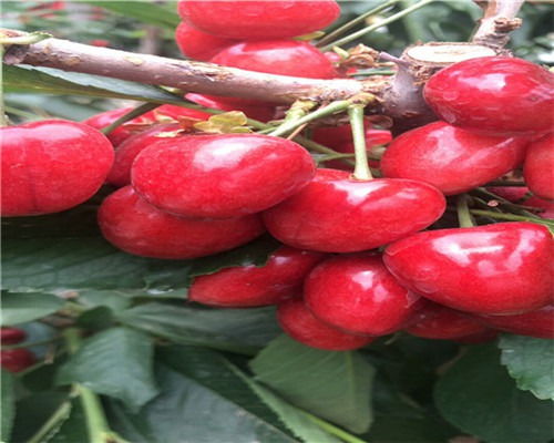 种子质量是关键