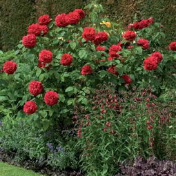 月季施什么肥长得壮