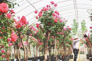 二、树状月季的栽培方式