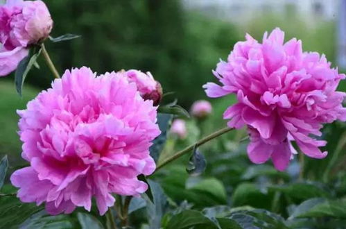 山芍药的逆袭之路