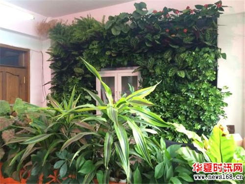 门口摆放哪些植物既美观又旺财？
