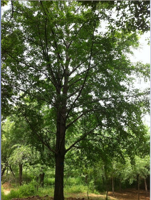 绿色银杏树的美妙之处