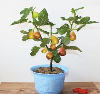 无花果冬天浇水频率是多少？冬季需要多少水量才能保持适宜生长