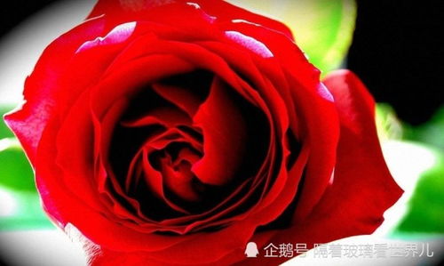 玫瑰花如何种植？这几个小窍门
