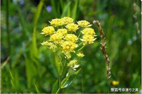 自己动手， 丰衣足食