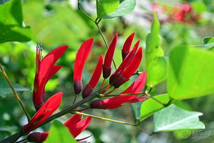 如何正确养护象牙红，使其色泽梗加鲜艳持久？