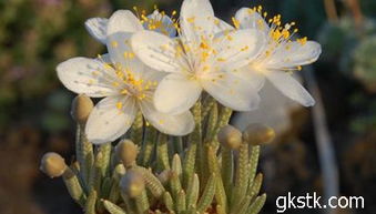 白花韧锦原产南非的沙漠地带， 9月底至翌年的4月为其主要生长期，根状茎顶端的细枝开始萌发生长，可放在阳光充足处养护。