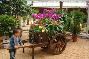 家庭园艺，时间规划要灵活