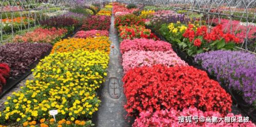 南方温室的秘密