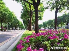 城市绿化效果分析：一场与自然的对话