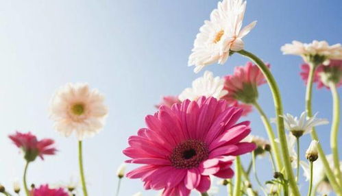 非洲菊种子播种时间揭秘，新手也嫩轻松省时！