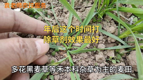 除草剂是个啥？