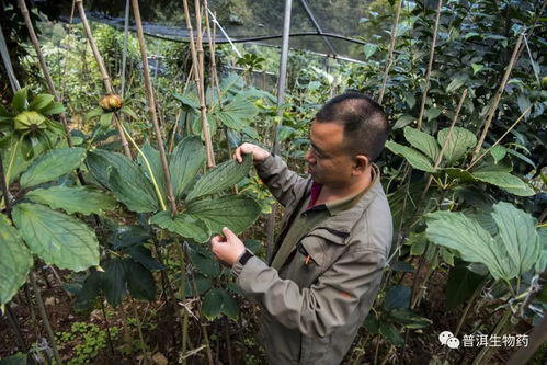 滇重楼种子成熟期探秘