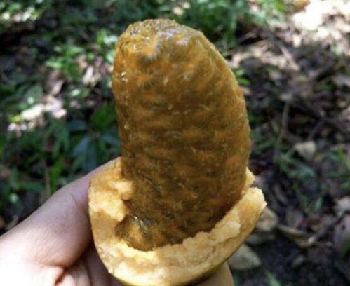 牛卵坨市场售价不一，食用方法多样
