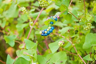 植物， 美丽背后的风险