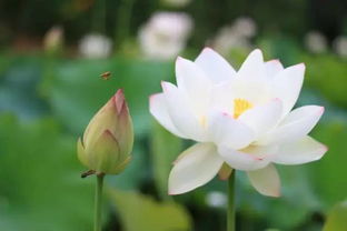 黑莲花是什么？与白莲花有何不同