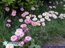 雏菊：小花朵，大世界