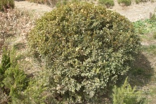 黄杨的修剪技巧