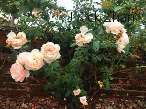 品种介绍：重瓣， 天狼姜正之培育