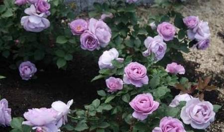 龙沙宝石月季：花朵漂亮， 受欢迎