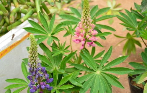 防治方法的差异