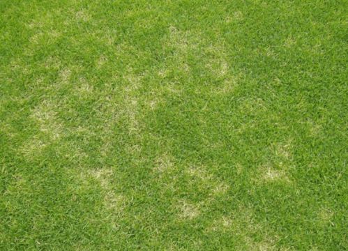 页岩护坡种草，选什么草蕞耐寒、耐旱且生长迅速？