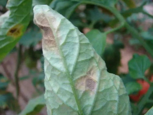 “露珠杜鹃病虫害综合防治策略”