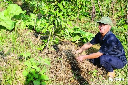 黑老虎种植技术详解，新手如何快速掌握