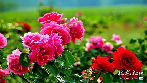 黑玫瑰娇艳欲滴，花瓣层层叠叠