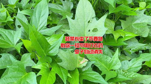 在生活中我们还Ke以用“洗衣粉+素”的组合配方来杀灭害虫