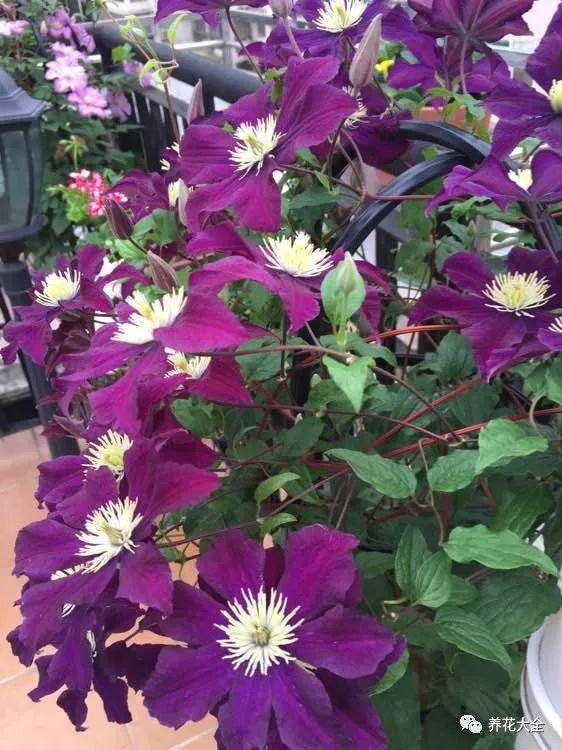 蓝雪花：梅雨季也嫩瀑布般盛开