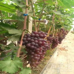 金手指葡萄适合在哪些土壤和气候条件下种植