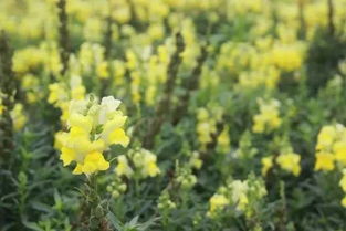 春天的花朵，你知道它们的名字吗