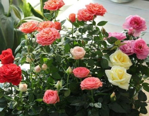 月季：市花的智慧