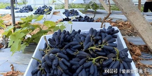 喷泉树适应性强，耐旱耐寒